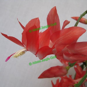 Zygocactus Blazing Fantasy