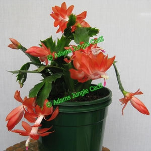 Zygocactus Blazing Fantasy